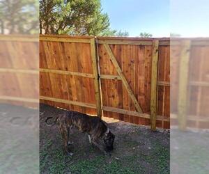 Bullmastiff Dogs for adoption in San Antonio, TX, USA