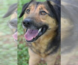 German Shepherd Dog-Unknown Mix Dogs for adoption in Temple, GA, USA