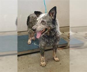 Texas Heeler Dogs for adoption in Camarillo, CA, USA