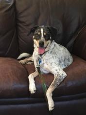 Bluetick Coonhound-Catahoula Leopard Dog Mix Dogs for adoption in Hopewell Junction, NY, USA