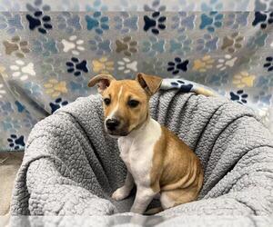 Labrador Retriever-Unknown Mix Dogs for adoption in Rosenberg, TX, USA