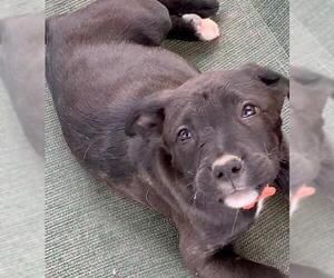 Labrador Retriever Dogs for adoption in Cottonwood, AZ, USA
