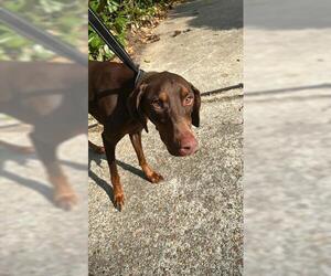 Doberman Pinscher Dogs for adoption in Houston, TX, USA