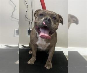 American Pit Bull Terrier Dogs for adoption in Redlands, CA, USA