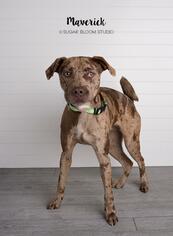 Catahoula Leopard Dog-Unknown Mix Dogs for adoption in Littleton, CO, USA