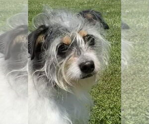 Mutt Dogs for adoption in Monkton, MD, USA