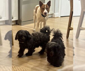 Shih Tzu Dogs for adoption in Mooresville, NC, USA