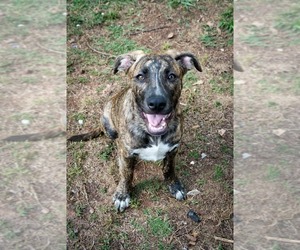 Labrador Retriever-Plott Hound Mix Dogs for adoption in McDonough, GA, USA