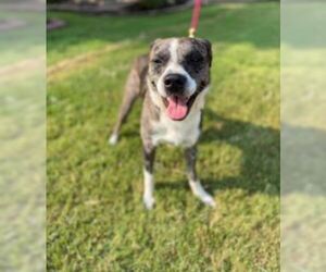 Boxer-Catahoula Leopard Dog Mix Dogs for adoption in Von Ormy, TX, USA