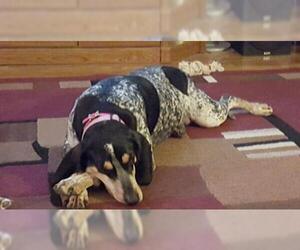 Bluetick Coonhound Dogs for adoption in Fort Wayne, IN, USA