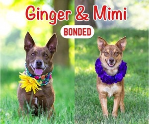 Mutt Dogs for adoption in Unionville, PA, USA