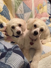 Poodle (Miniature) Dogs for adoption in Tomball, TX, USA