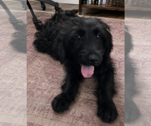 Mutt Dogs for adoption in Brooklyn, NY, USA