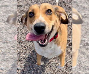 Beagle-Unknown Mix Dogs for adoption in Webster, WI, USA