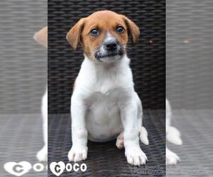 Jack Russell Terrier-Labrador Retriever Mix Dogs for adoption in Coppell, TX, USA