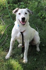 Medium Photo #1 Labrador Retriever-Unknown Mix Puppy For Sale in St. Bonifacius, MN, USA