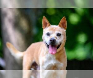 Shiba Inu-Unknown Mix Dogs for adoption in Armonk, NY, USA