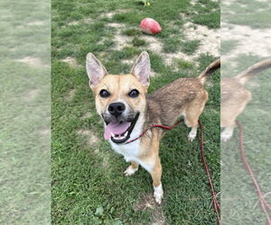 Mutt Dogs for adoption in Evansville, IN, USA