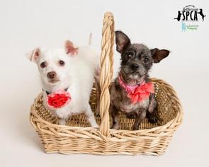 Medium Photo #1 Chihuahua-Unknown Mix Puppy For Sale in Jefferson, LA, USA