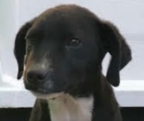 Medium Photo #1 Labrador Retriever-Unknown Mix Puppy For Sale in Silver Spring, MD, USA