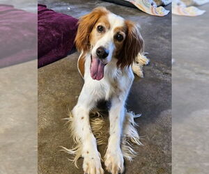 Brittany Dogs for adoption in Agoura Hills, CA, USA