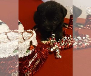 Miniature Labradoodle Dogs for adoption in Scottsboro, AL, USA