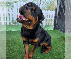 Rottweiler Dogs for adoption in Long Beach, CA, USA