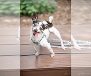 Chihuahua-Unknown Mix Dogs for adoption in Holly Springs, NC, USA