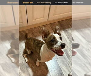 Dachshund-Staffordshire Bull Terrier Mix Dogs for adoption in Benton, PA, USA