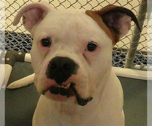 Boxer-Unknown Mix Dogs for adoption in Sanford, FL, USA