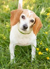 Beagle-Unknown Mix Dogs for adoption in Alpharetta, GA, USA