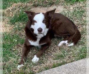 Border Collie Dogs for adoption in Denton, TX, USA