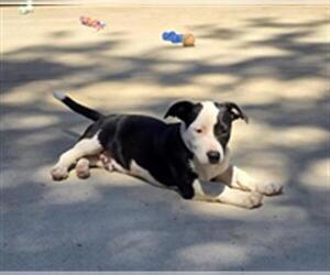 American Pit Bull Terrier-Unknown Mix Dogs for adoption in Placerville, CA, USA