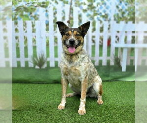 Australian Shepherd-Unknown Mix Dogs for adoption in Long Beach, CA, USA