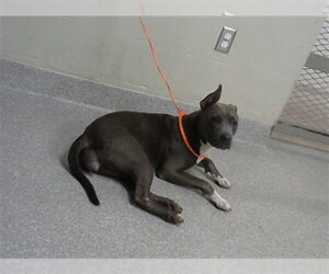 American Pit Bull Terrier Dogs for adoption in Pasadena, TX, USA