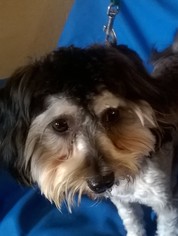 Lhasa-Poo Dogs for adoption in Campbell, CA, USA