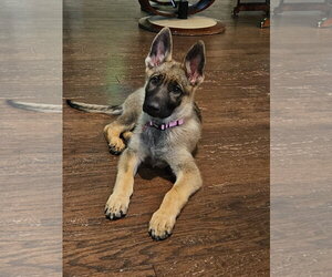 German Shepherd Dog Dogs for adoption in La Grange , NC, USA