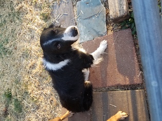 Border Collie Dogs for adoption in Fenton, MO, USA