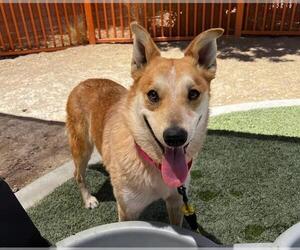 German Shepherd Dog-Unknown Mix Dogs for adoption in Las Vegas, NV, USA