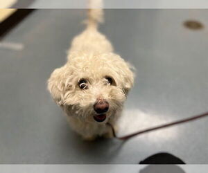Poodle (Miniature)-Unknown Mix Dogs for adoption in Denver, CO, USA