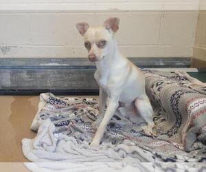 Chihuahua-Unknown Mix Dogs for adoption in Martinez, CA, USA