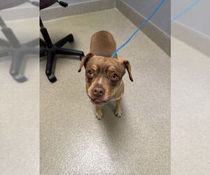 Chihuahua-Unknown Mix Dogs for adoption in Las Vegas, NV, USA