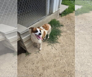 Australian Shepherd-Unknown Mix Dogs for adoption in Maquoketa, IA, USA