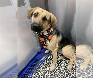 German Shepherd Dog Dogs for adoption in Fairbanks, AK, USA