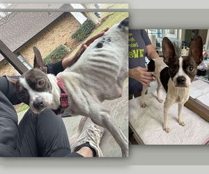 Boston Terrier-Unknown Mix Dogs for adoption in Benton, LA, USA