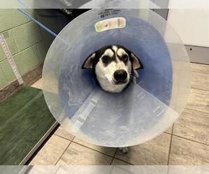 Siberian Husky-Unknown Mix Dogs for adoption in Grand Prairie, TX, USA