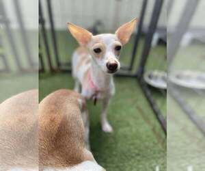 Chihuahua-Unknown Mix Dogs for adoption in Tempe , AZ, USA