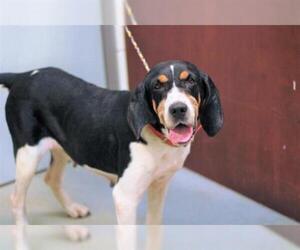 Treeing Walker Coonhound Dogs for adoption in Grovetown, GA, USA