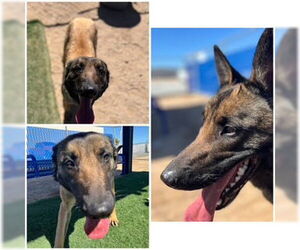 Mutt Dogs for adoption in HESPERIA, CA, USA
