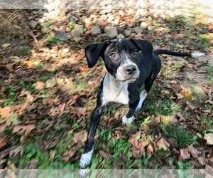 German Shorthaired Lab Dogs for adoption in SHERBURNE, NY, USA